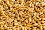 Photo by suraj organic seed photo