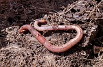 Photo by PortalJardin compost photo