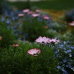 Organic Horticulture Advice For A Better Garden