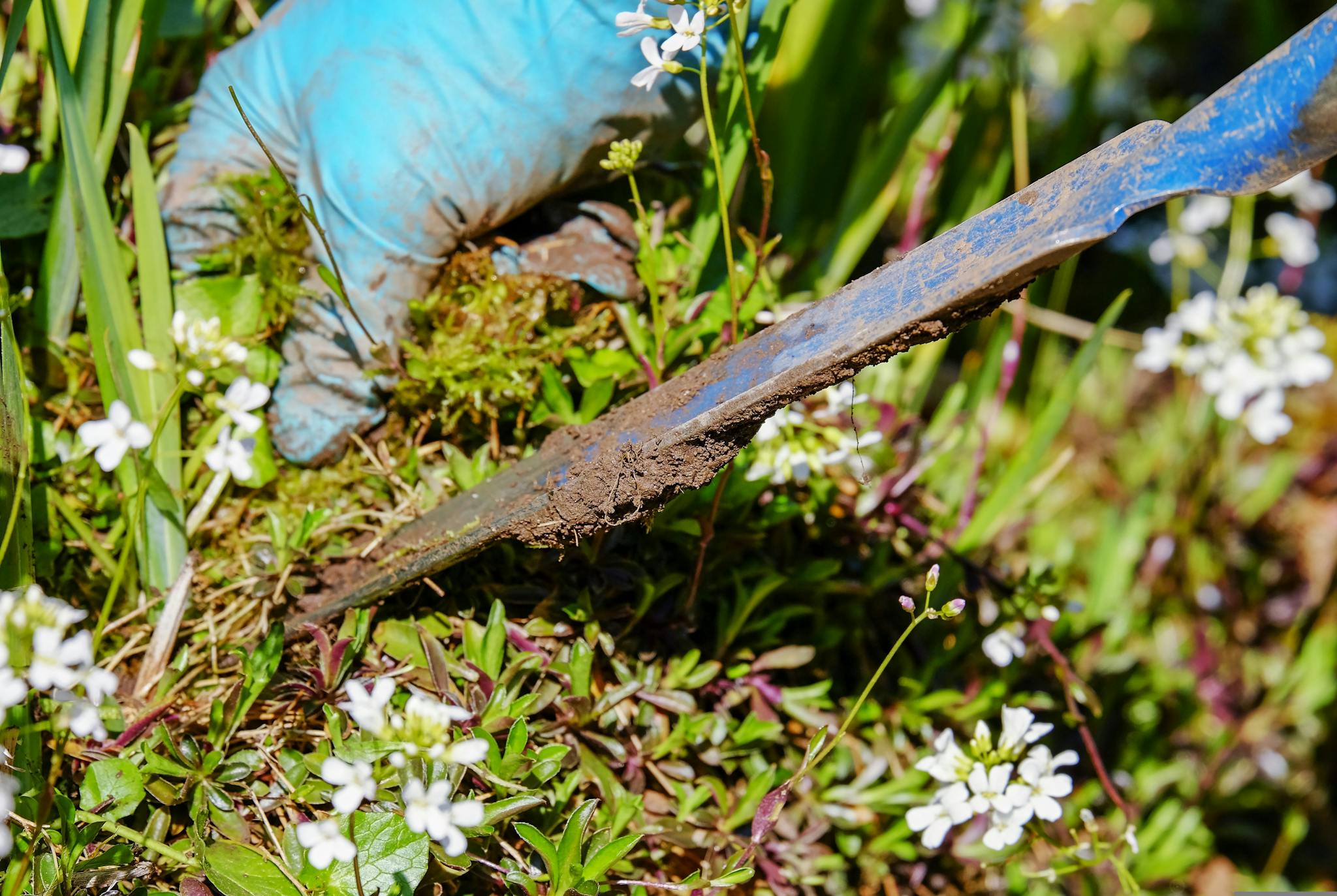 Close-up of gardening with a spade and gloves in a blooming garden during spring.