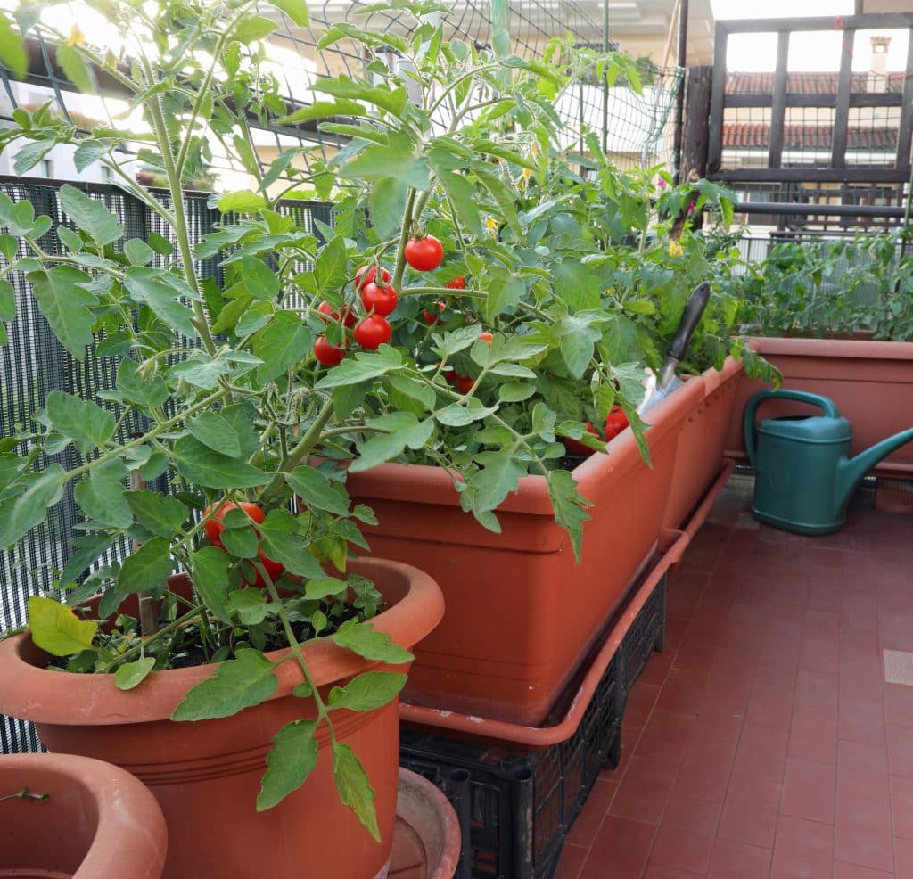 Thriving small container garden on apartment balcony with tomatoes, herbs other plants.